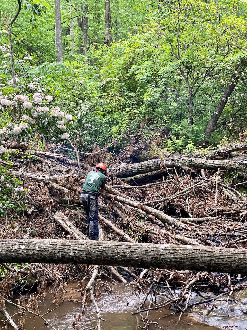 Opening up the trail buried by the trees.